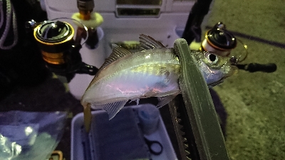 アジング修行 初釣