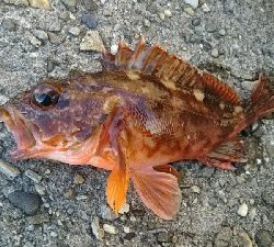 初釣りでした。