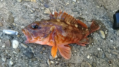 初釣りでした。