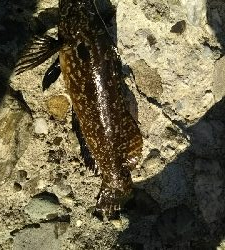 久しぶりにクジメ