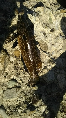 久しぶりにクジメ