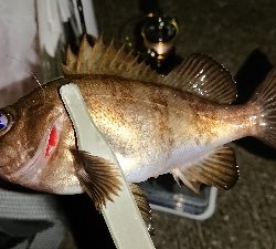 メバリング修行