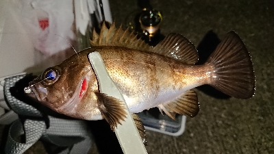 メバリング修行