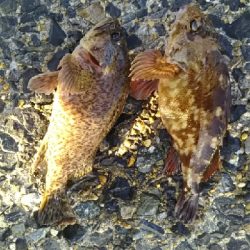 大物が釣れた！