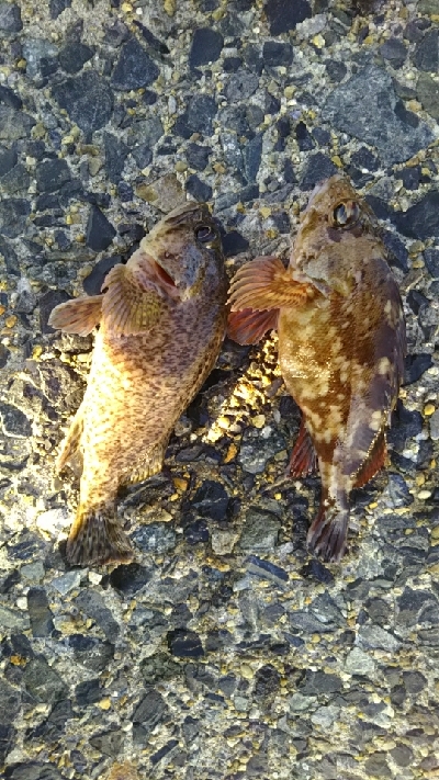 大物が釣れた！