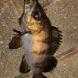 メバリング修行