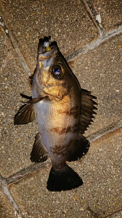 メバリング修行