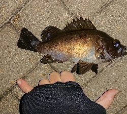 メバリング修行