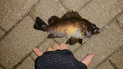 メバリング修行