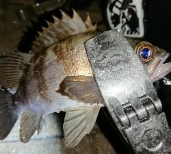 メバリング修行