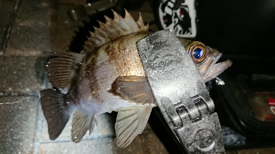 メバリング修行