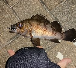 メバリング修行