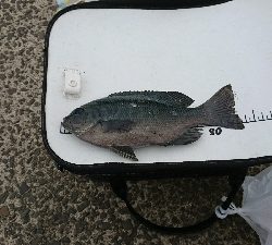 クロ グレをメインに五目釣り