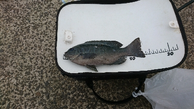 クロ グレをメインに五目釣り