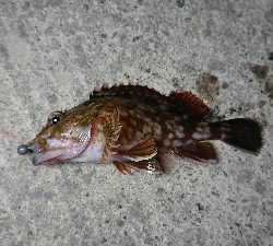 浦戸大橋下にて