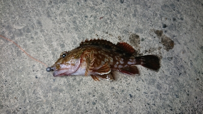 浦戸大橋下にて