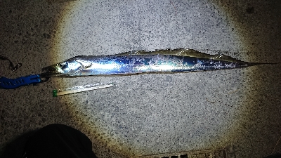 浦戸大橋下にて