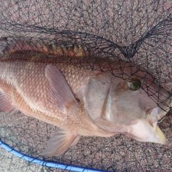 淡路の冬の常連