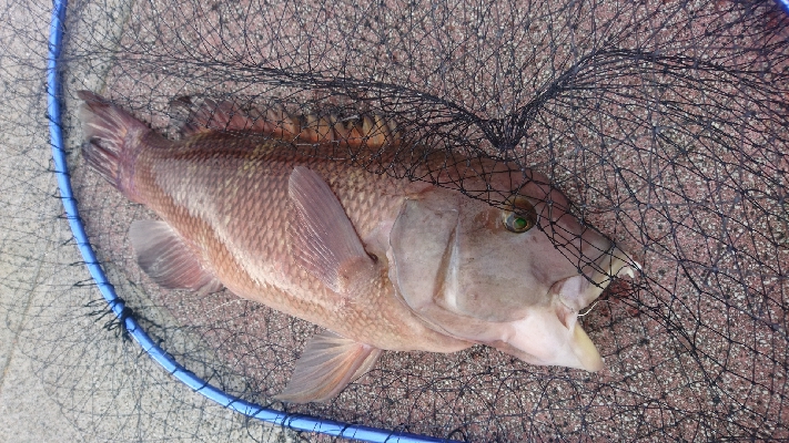 淡路の冬の常連