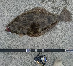 いい加減タモ買おうか…