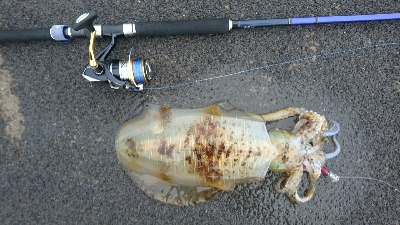 ヒラメ釣りの筈が…