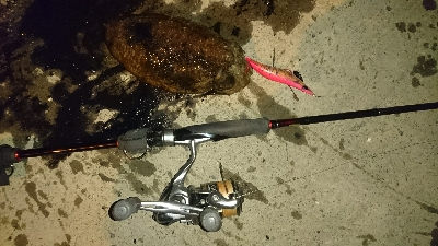 モンゴリア～ン