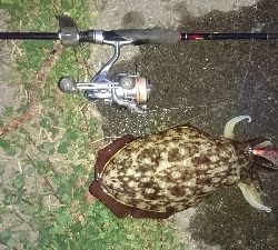 モンゴ、モンゴ～