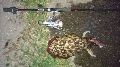 モンゴ、モンゴ～