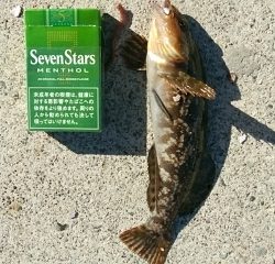 2019年初釣りアイナメ