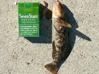 2019年初釣りアイナメ