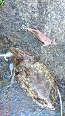 安定してるなぁ