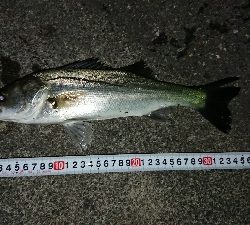 メバリングでチーバス