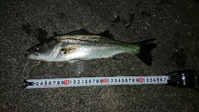 メバリングでチーバス