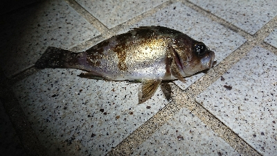 いつもの場所でメバリング