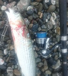 仁淀川河口サーフショアジギング