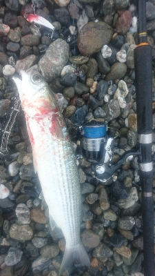 仁淀川河口サーフショアジギング