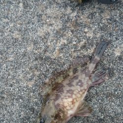 サイトフィッシング ガシリング