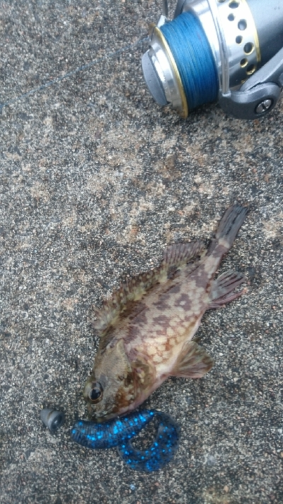 サイトフィッシング ガシリング