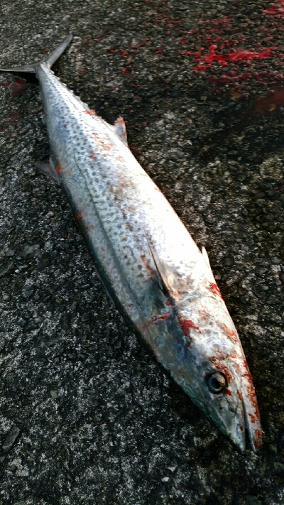 マッチザベイト