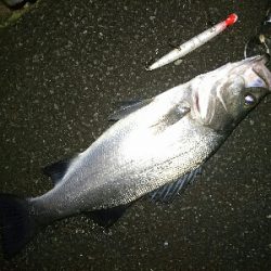 初釣り！ヒラスズキ祭り