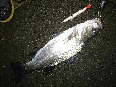 初釣り！ヒラスズキ祭り