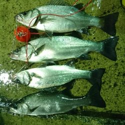 全てダイワショアラインシャイナーでの釣果