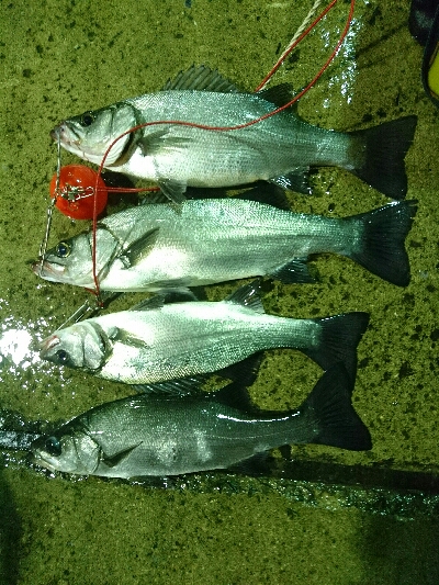 全てダイワショアラインシャイナーでの釣果