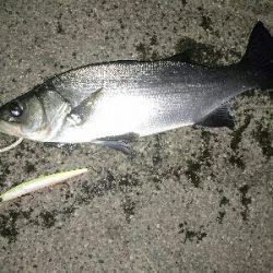 徹夜で月夜のヒラスズキ>゜)))彡