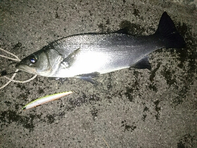 徹夜で月夜のヒラスズキ>゜)))彡