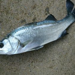 朝マズメヒラスズキ