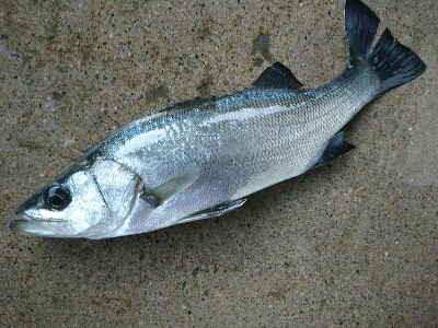 朝マズメヒラスズキ