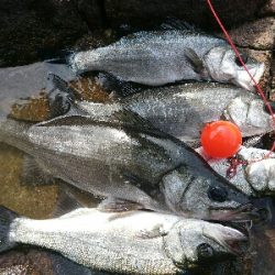 風速９mの爆風でサラシを撃ちまくる。