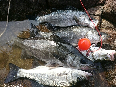 風速９mの爆風でサラシを撃ちまくる。