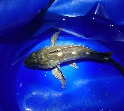 メバルが釣れない…